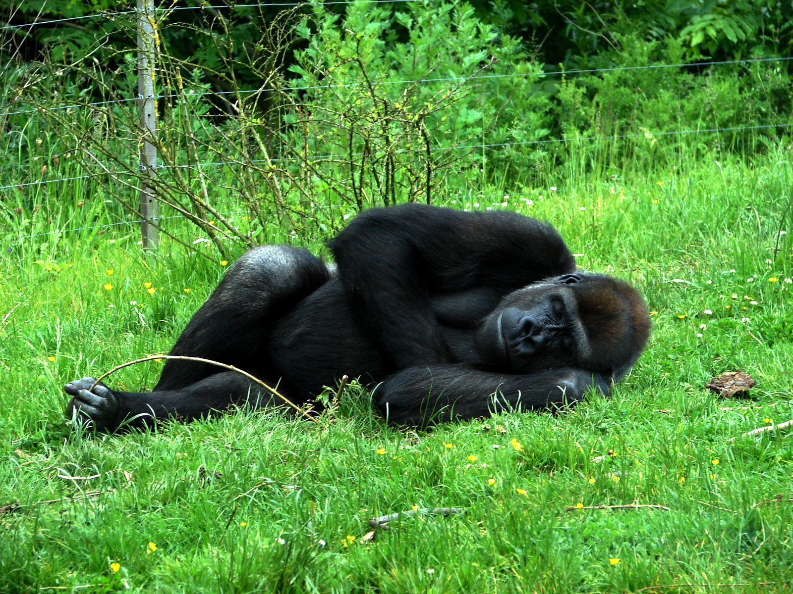 a black gorilla in a field laying down