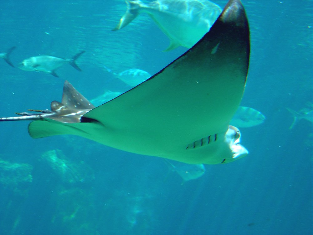 a large sting ray swimming through the ocean