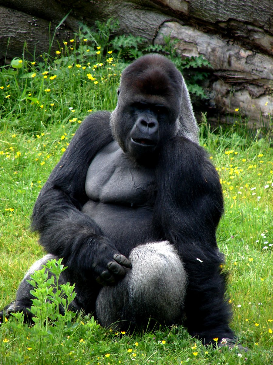 a gorilla that is sitting down in the grass