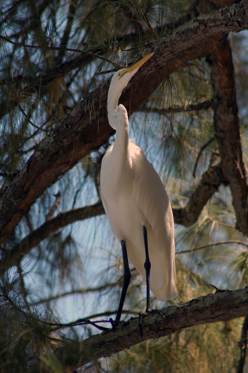 a close - up of a white bird perched on a nch