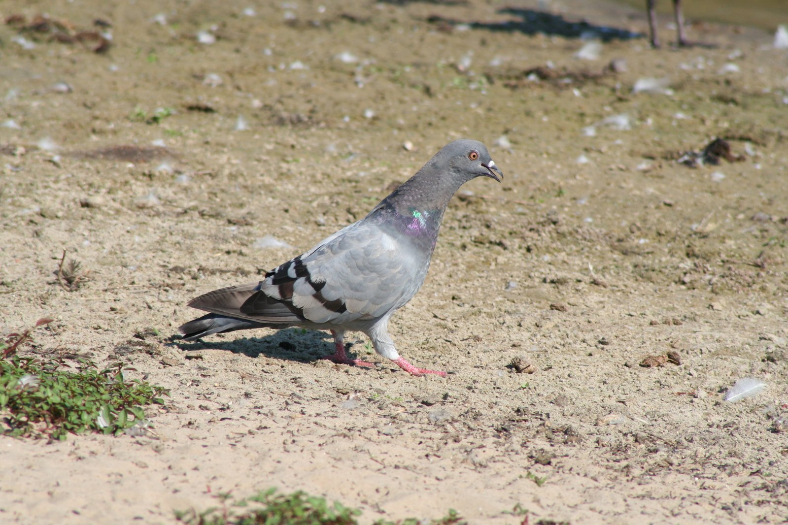 the pigeon is standing alone on the beach