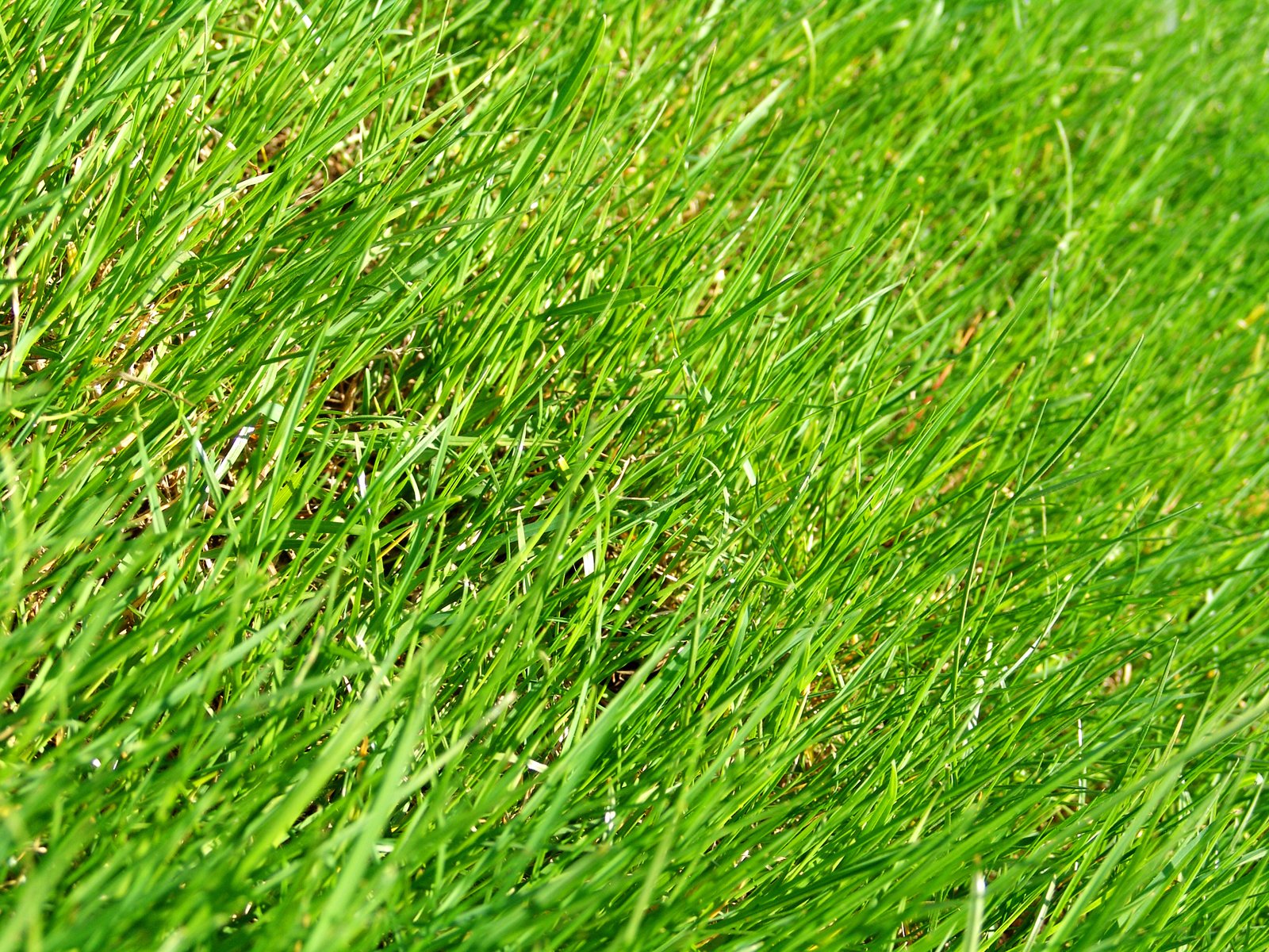 close up view of long green grass