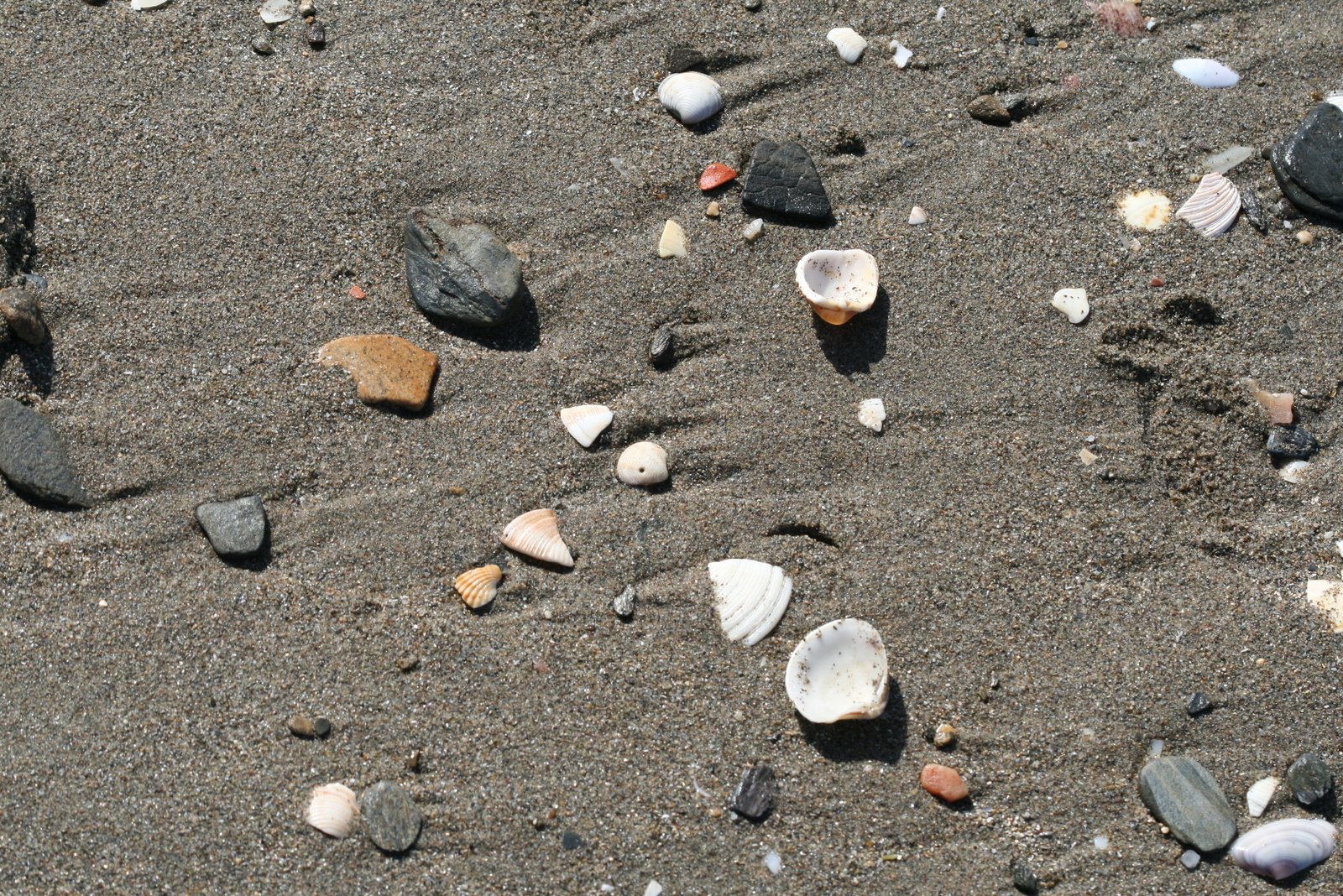 shells are arranged on a beach with sand