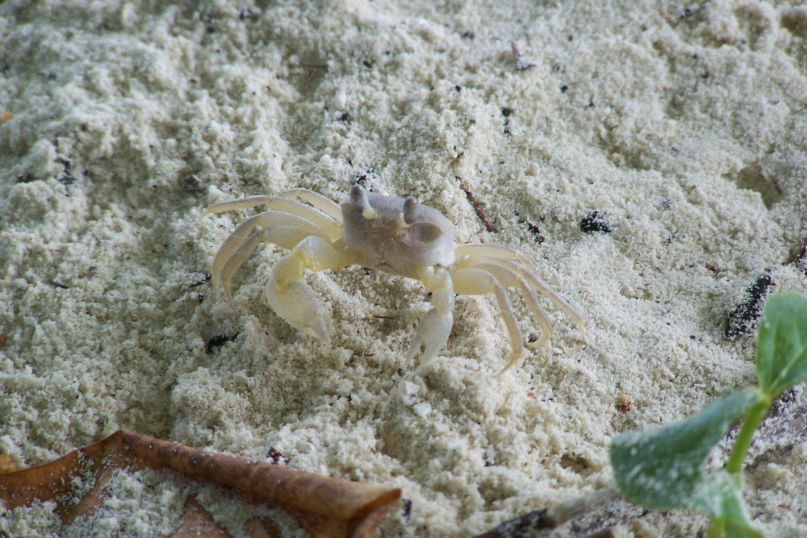 a small crab crawling along some sand
