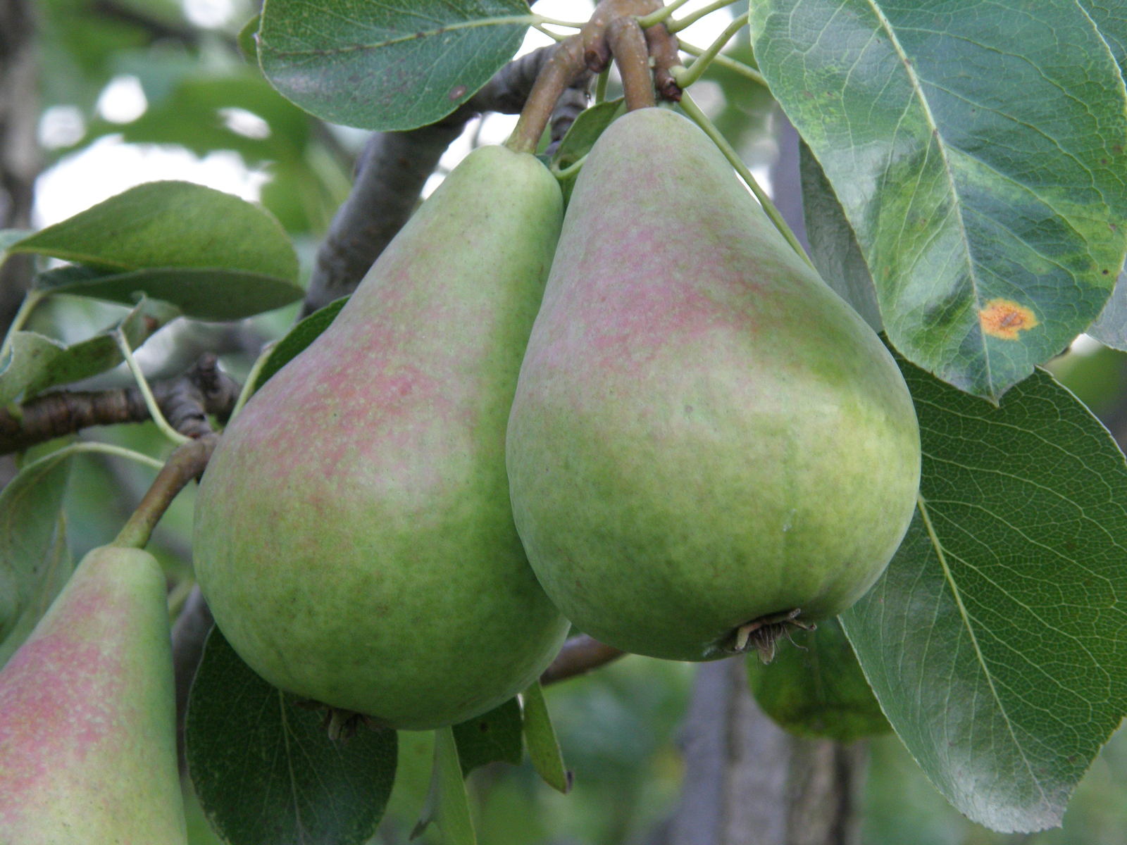 a tree filled with lots of green pears