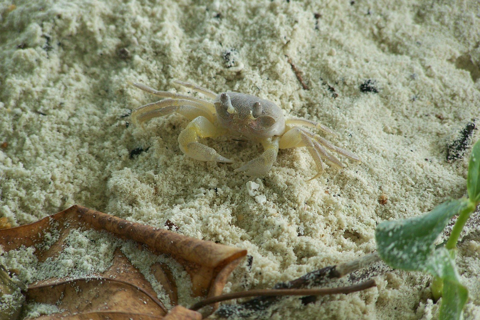 a crab in sand near green plants and brown leaves