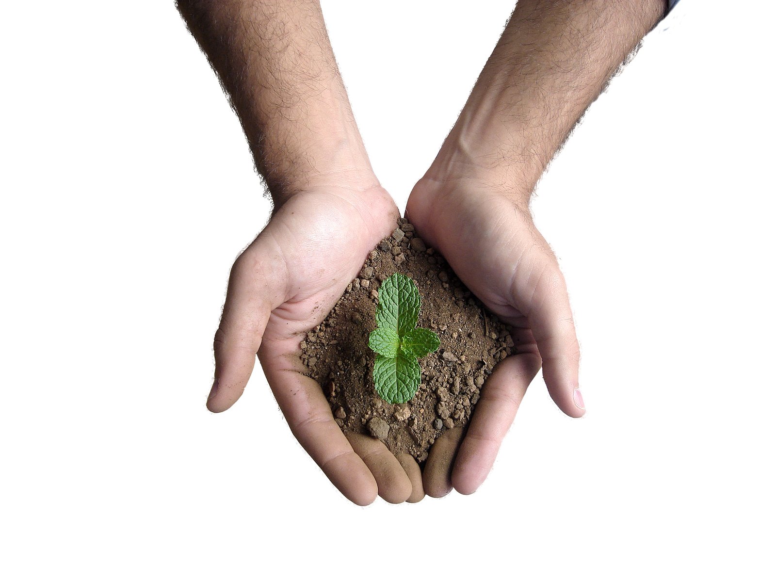 two hands are holding some soil and small plants