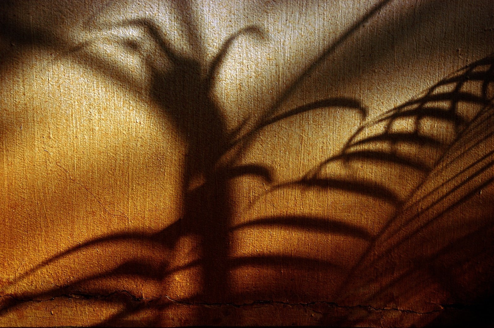 a silhouette of a plant against an orange background