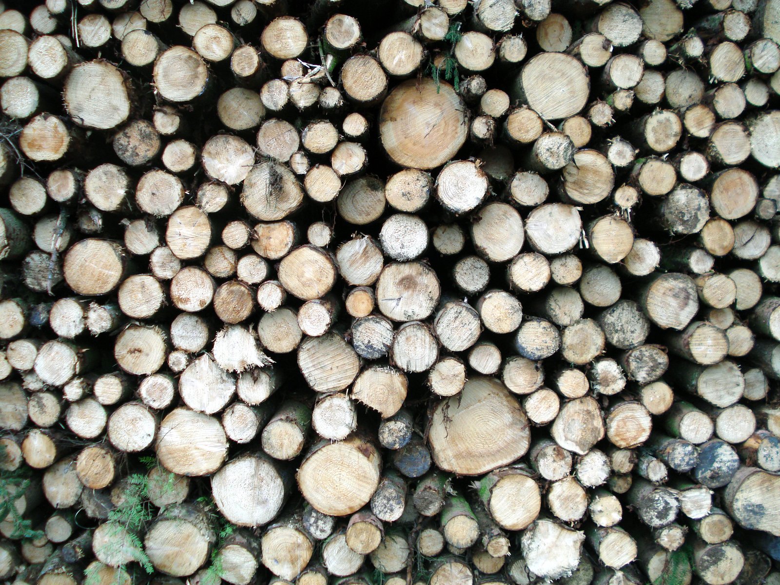 a bunch of logs stacked up together