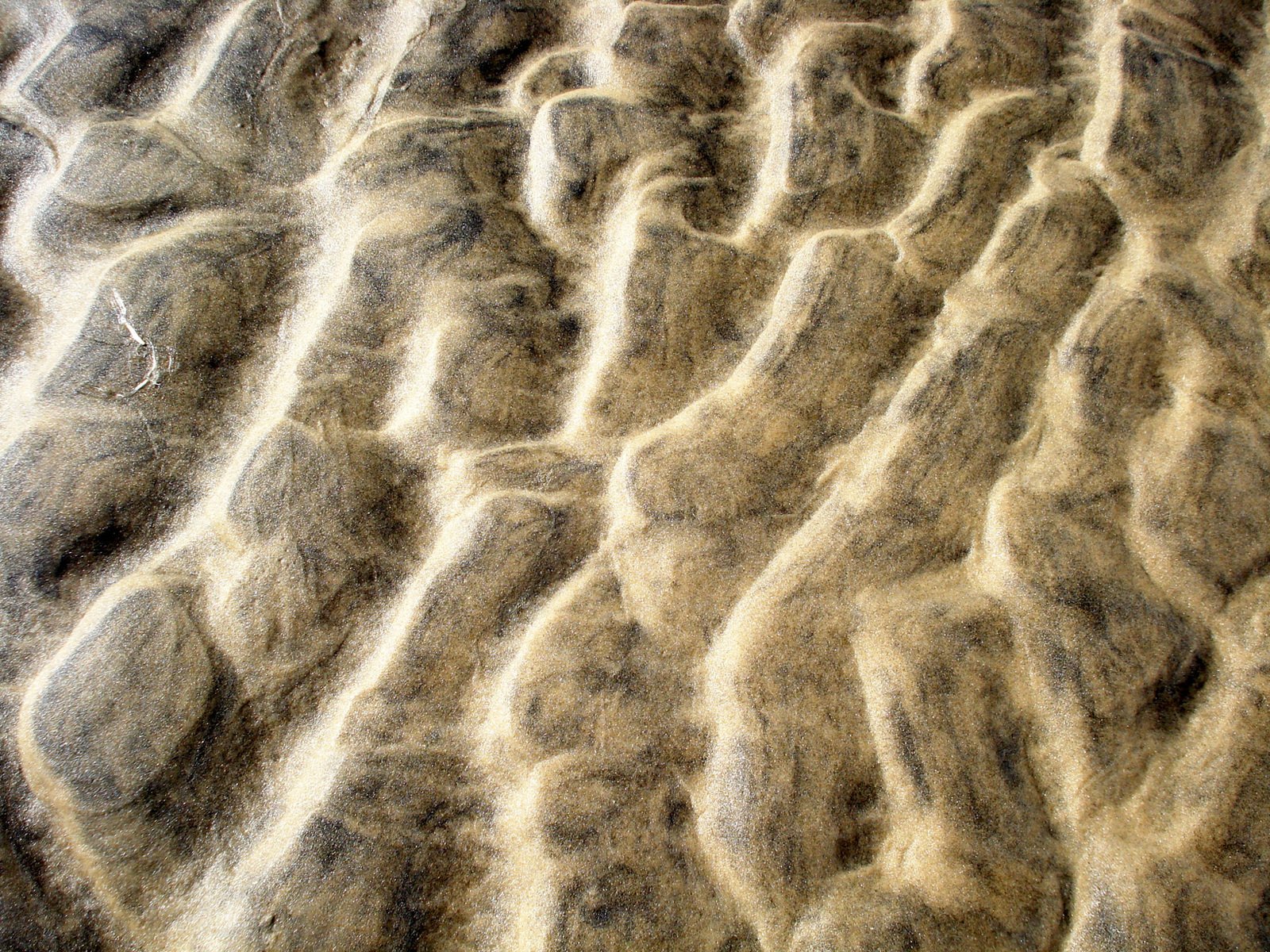 a sandy surface with a lot of animal fur
