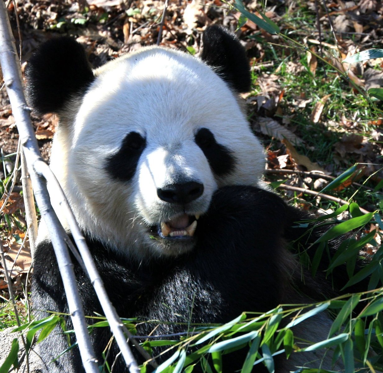 the black and white panda bear is sitting on the ground