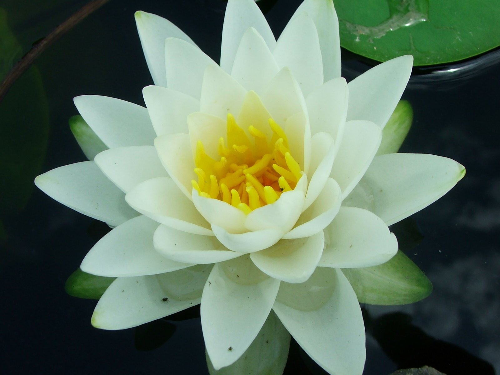 close up of a white and yellow flower in the water