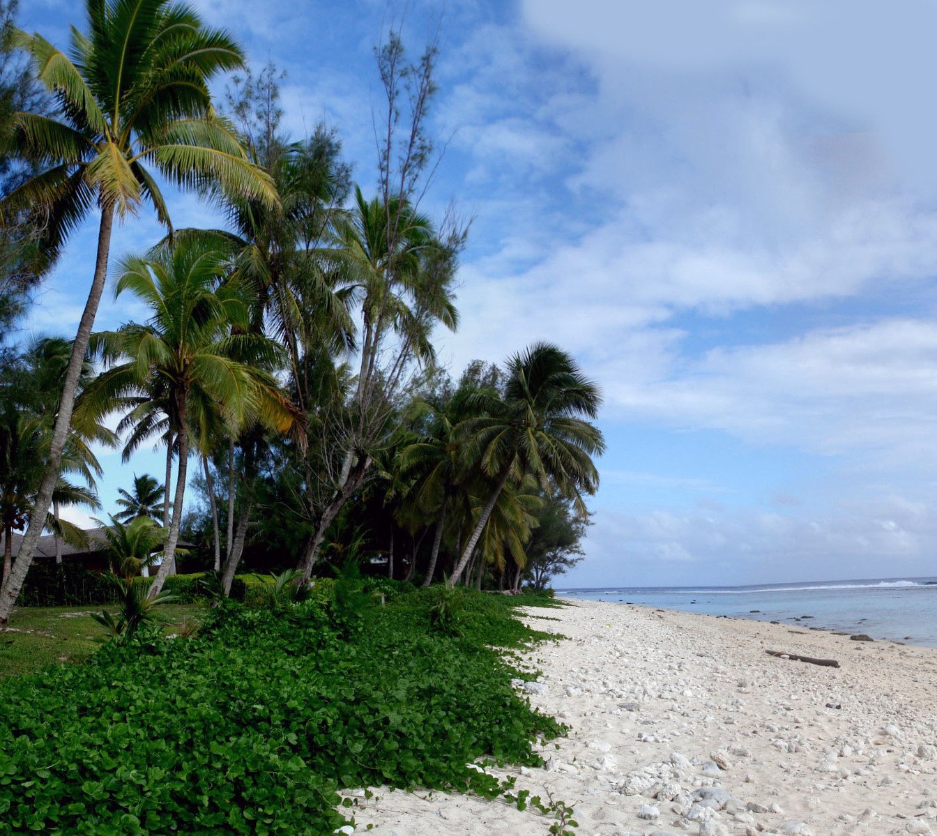 trees near the beach are seen in this image