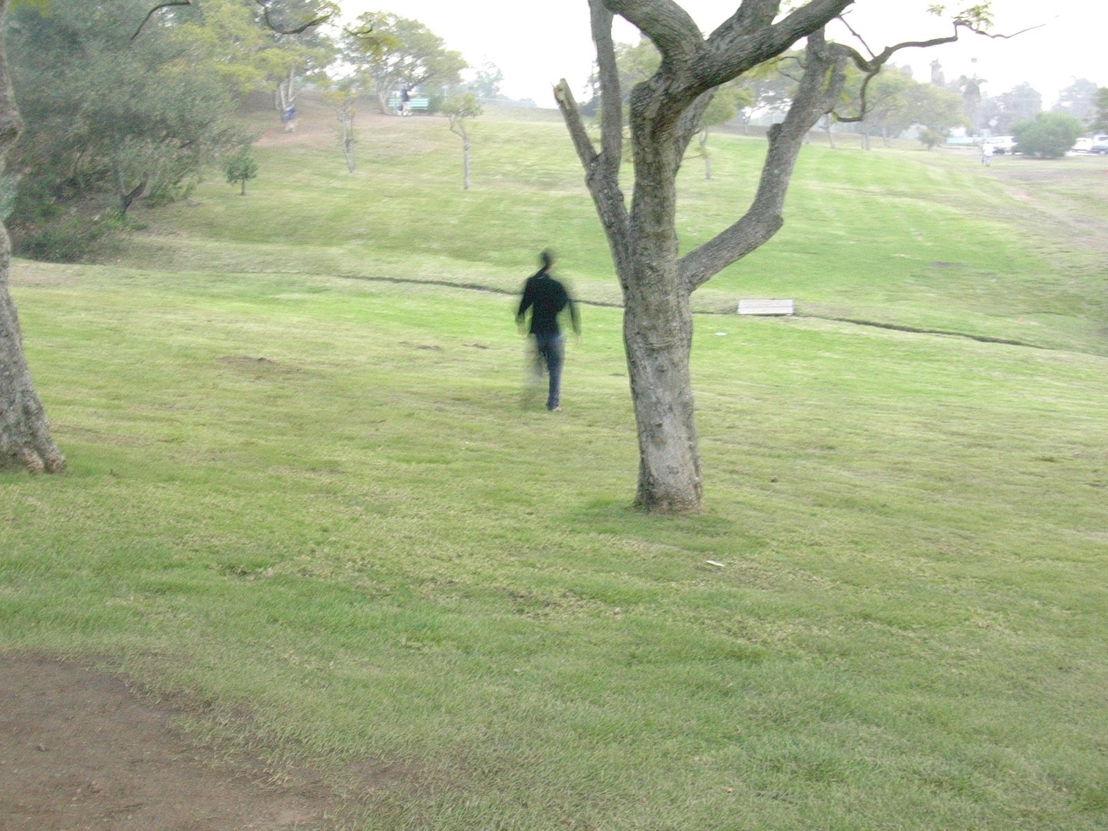 a person in the middle of some grass under trees
