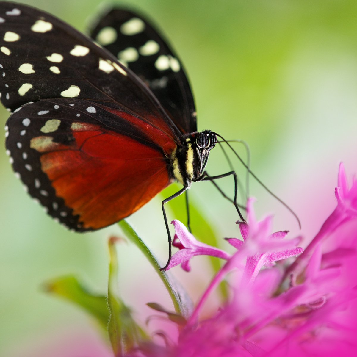 close up view of an orange and black erfly