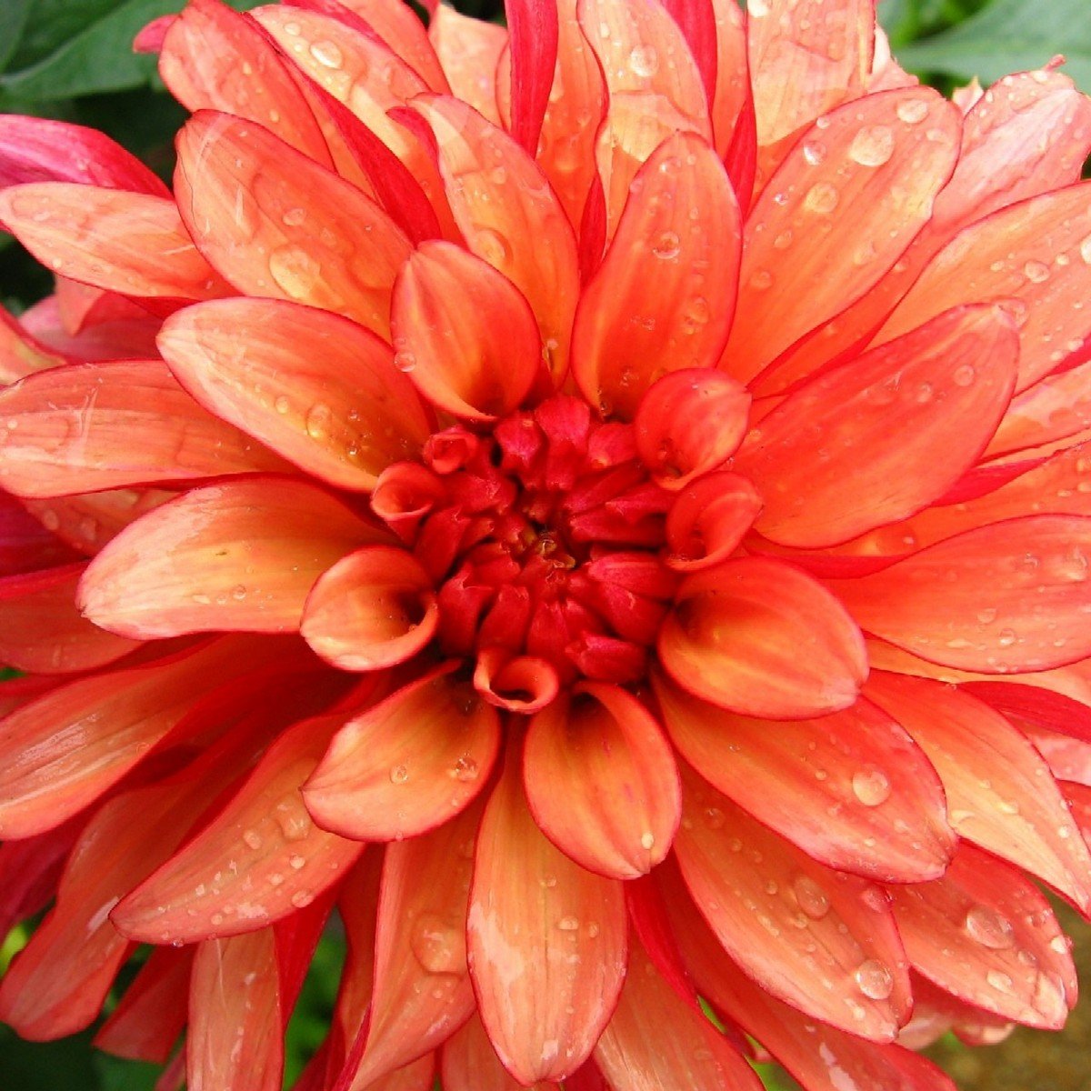 a big flower with lots of rain drops on it