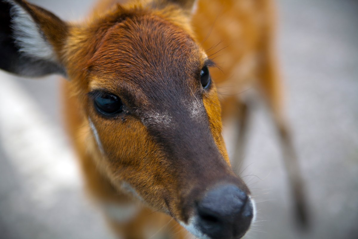 a close up of a baby deer's head in the foreground