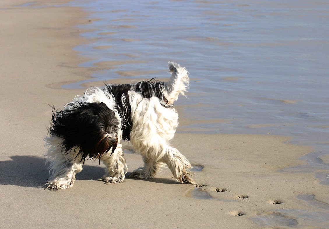 a black and white dog standing on top of a beach