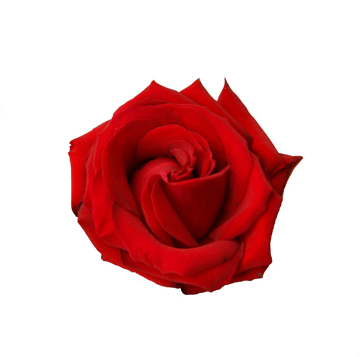 a single red rose flower with water droplets on it