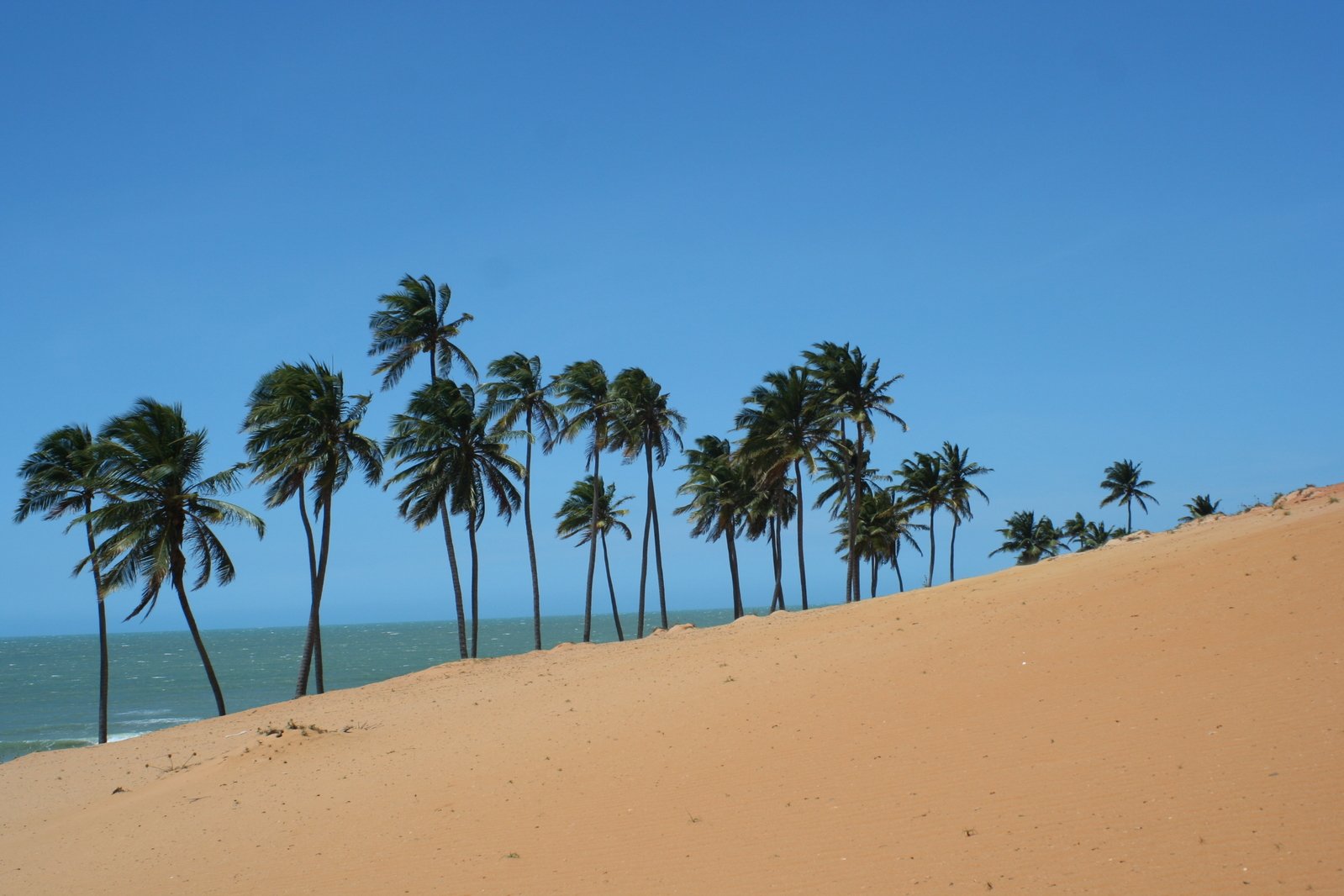 four trees are lined up on the beach