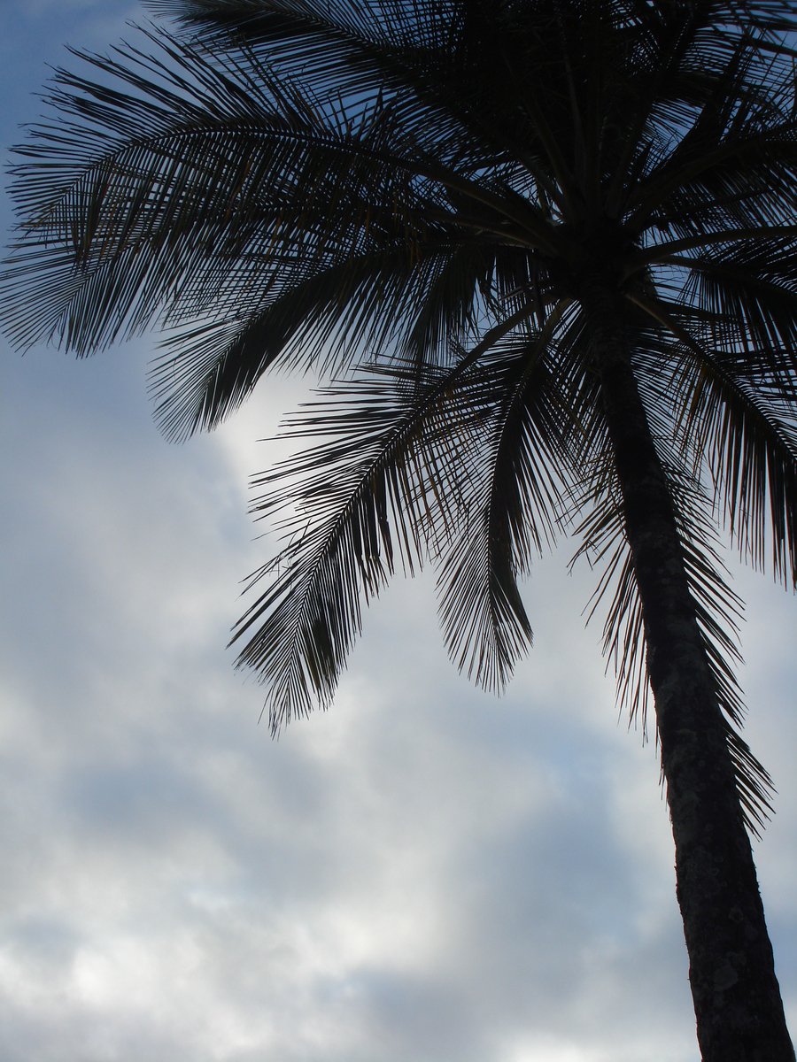 a palm tree in the daytime with clouds