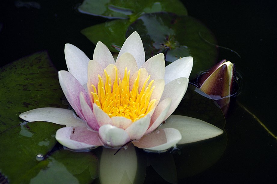 a water lily in the middle of a pond