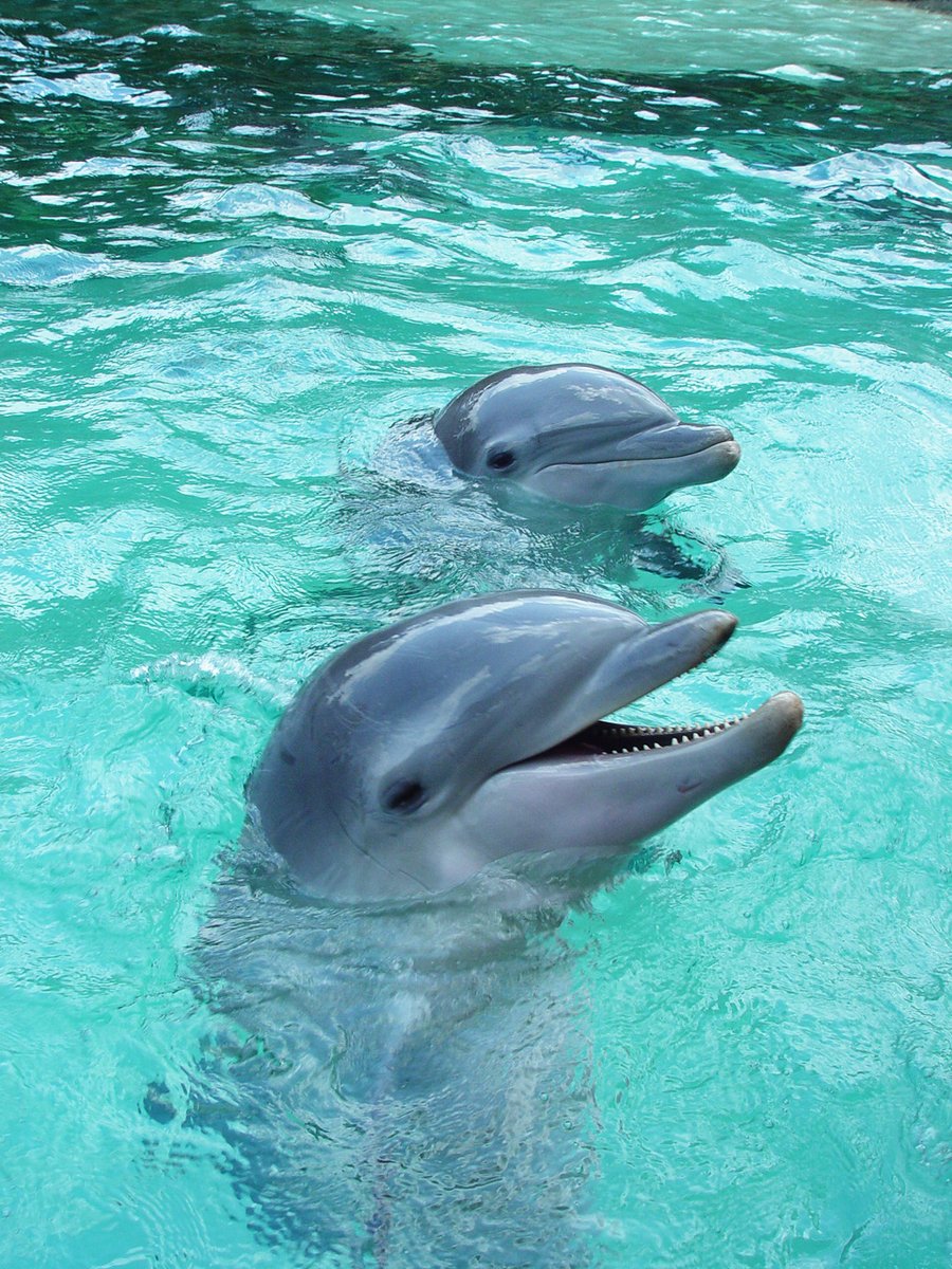 two dolphin swimming in a water filled pool