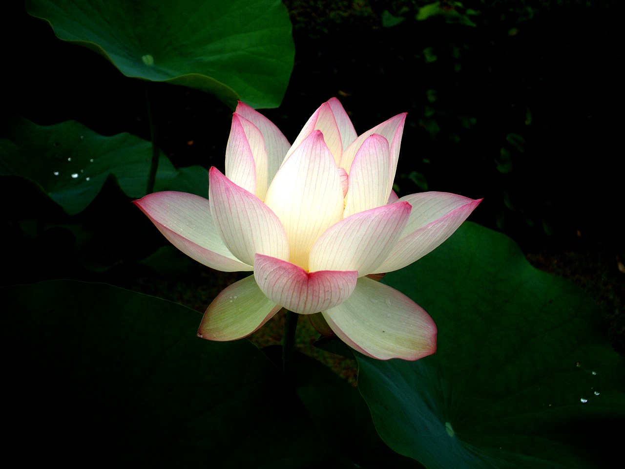 a white and pink flower with some green leaves