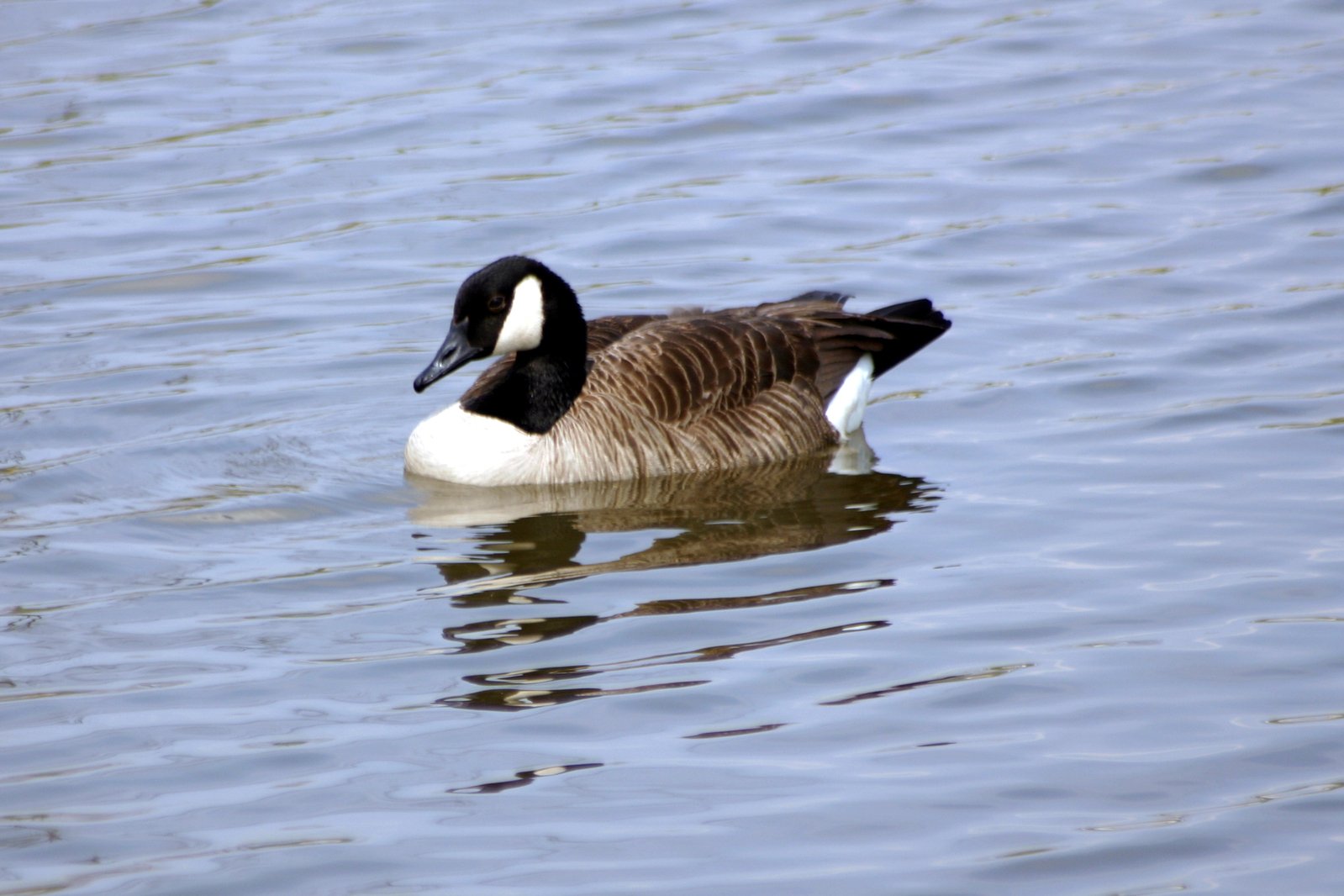 a large duck swimming on top of water