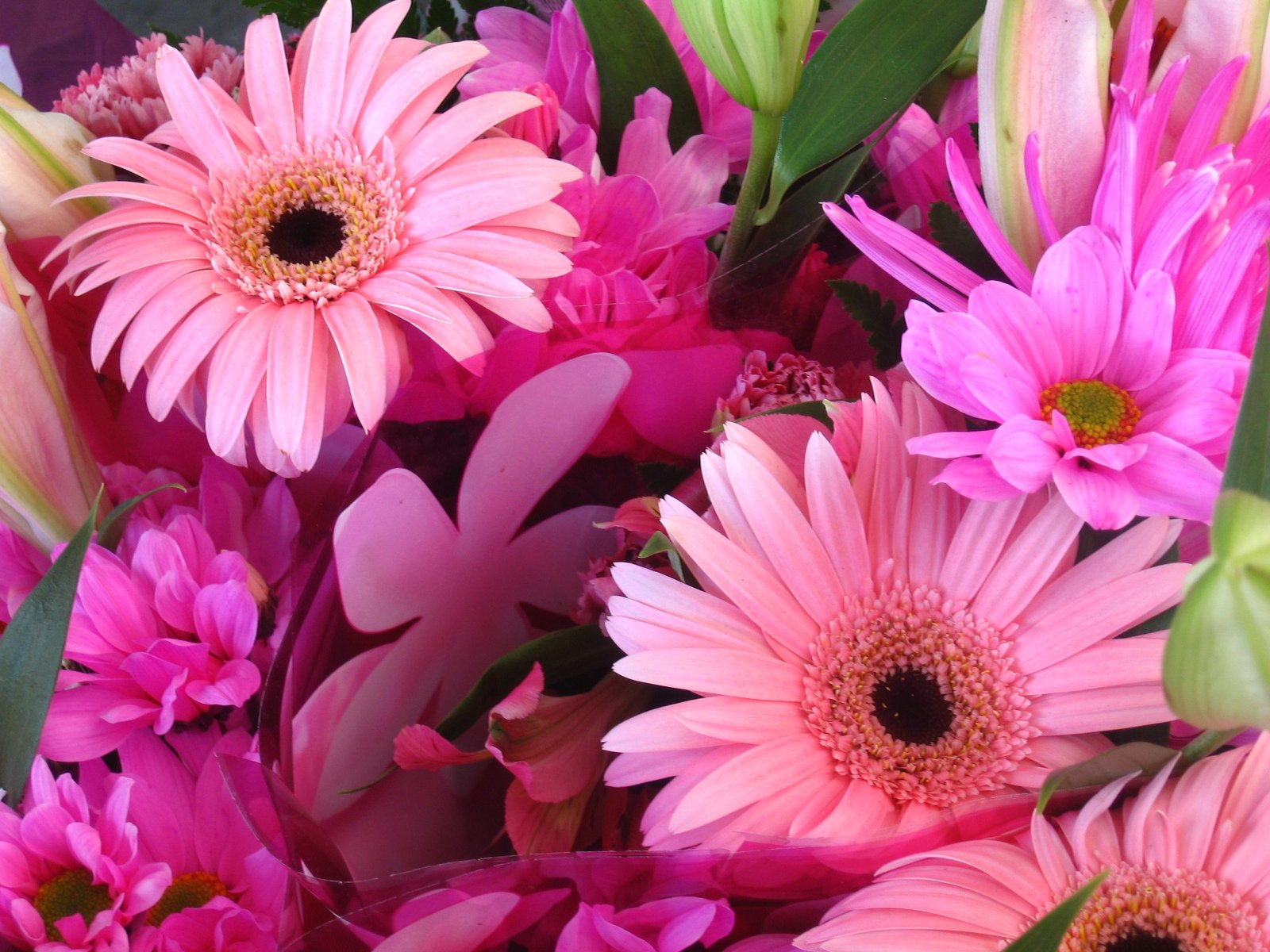 a close - up image of pink and green flowers