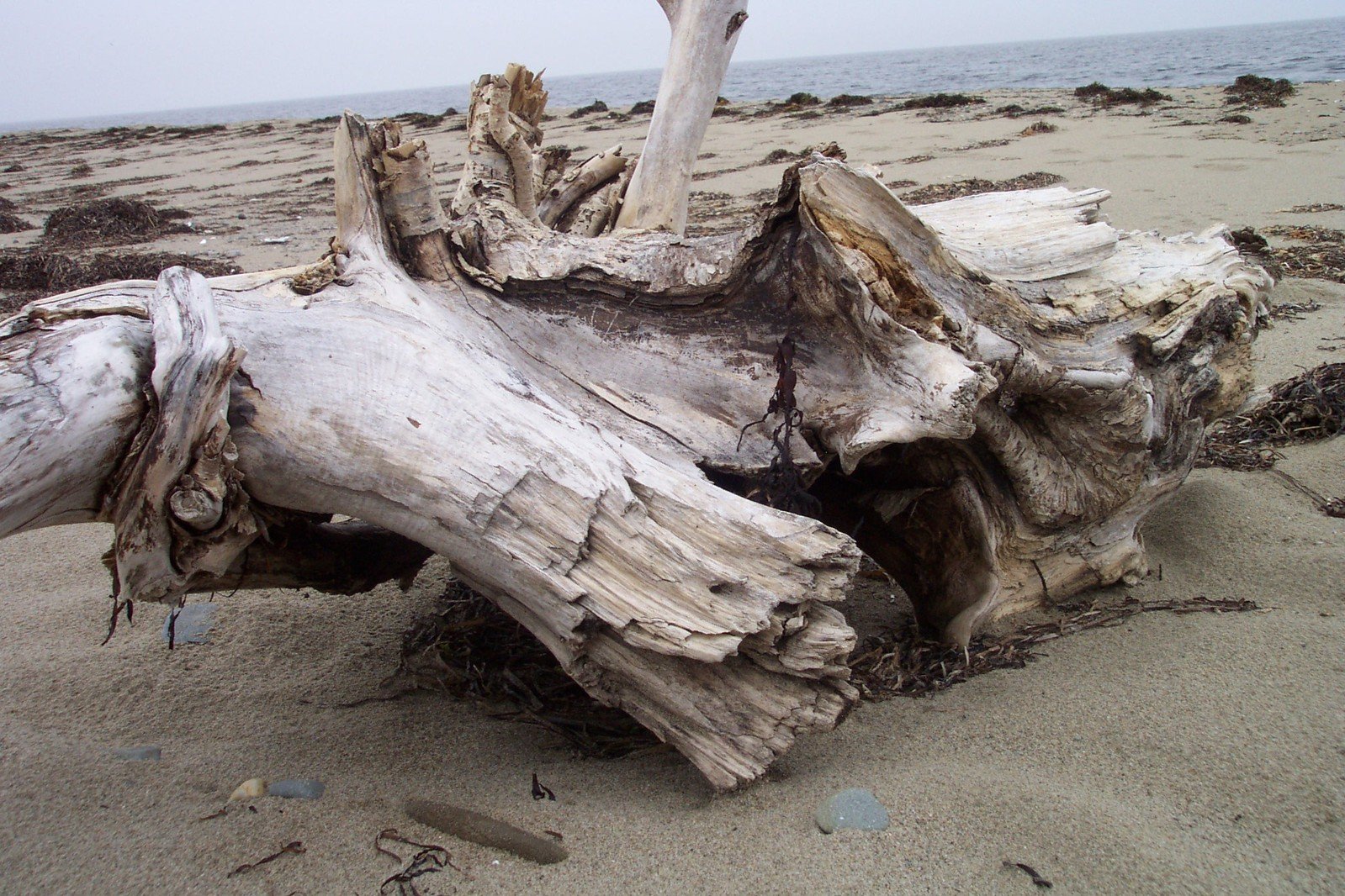 there is a dead tree on the beach