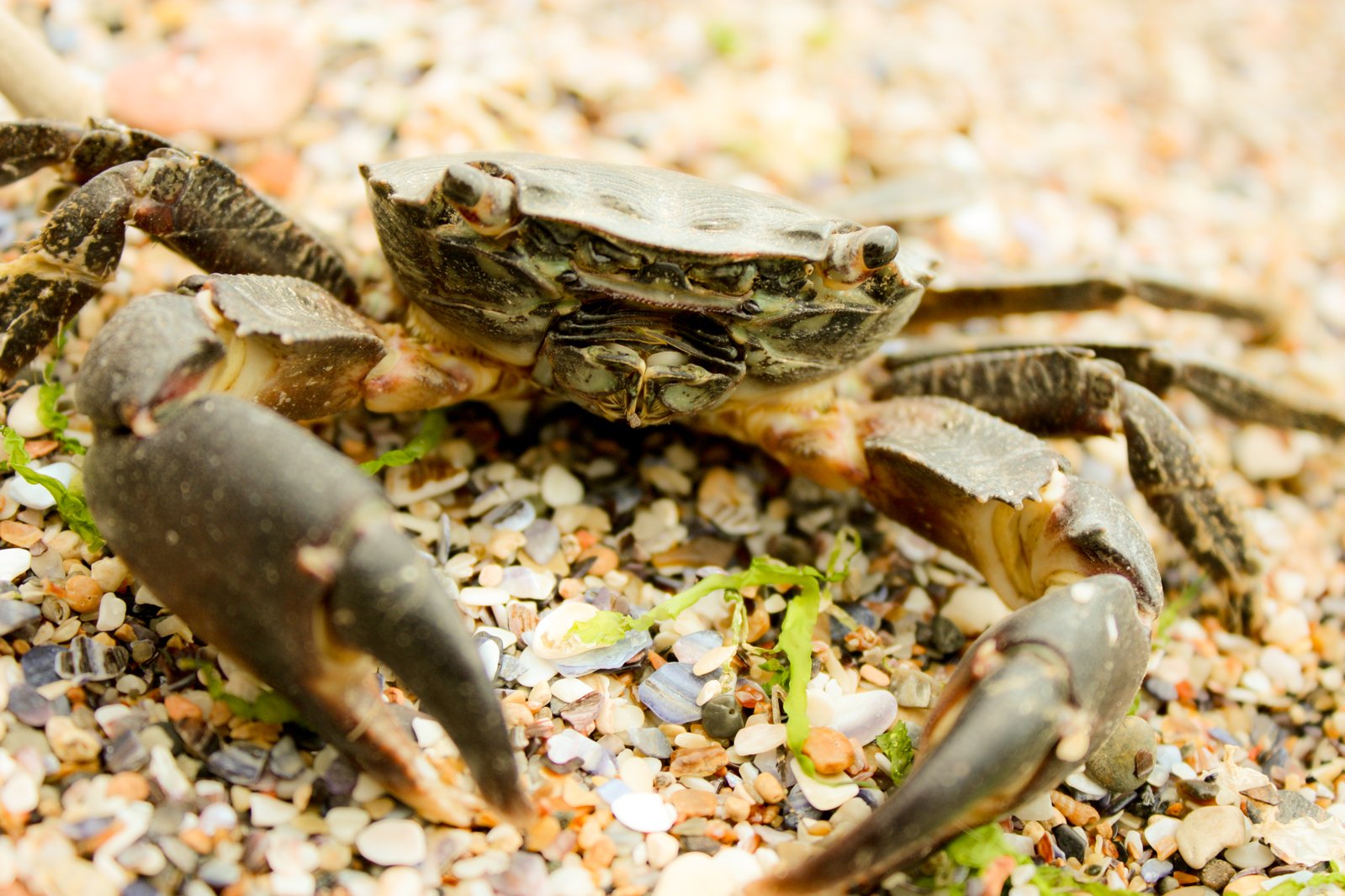 two crabs with claws are standing on sand