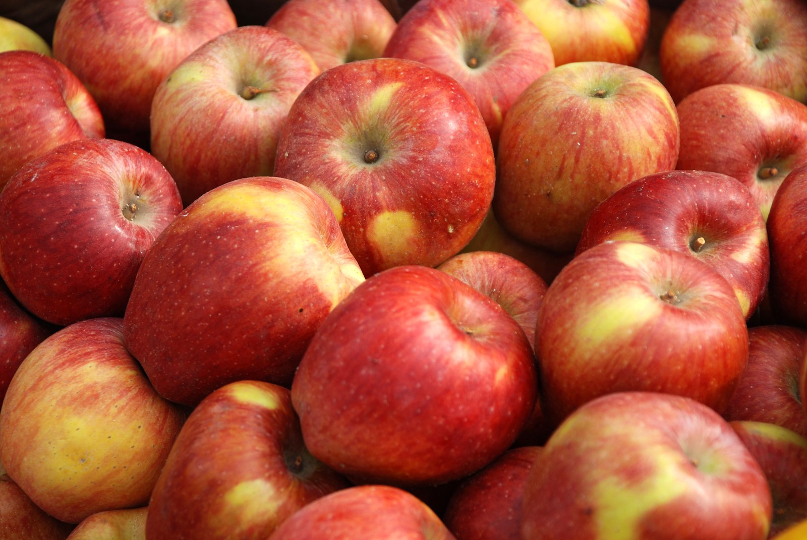 a close up view of many apples in the picture