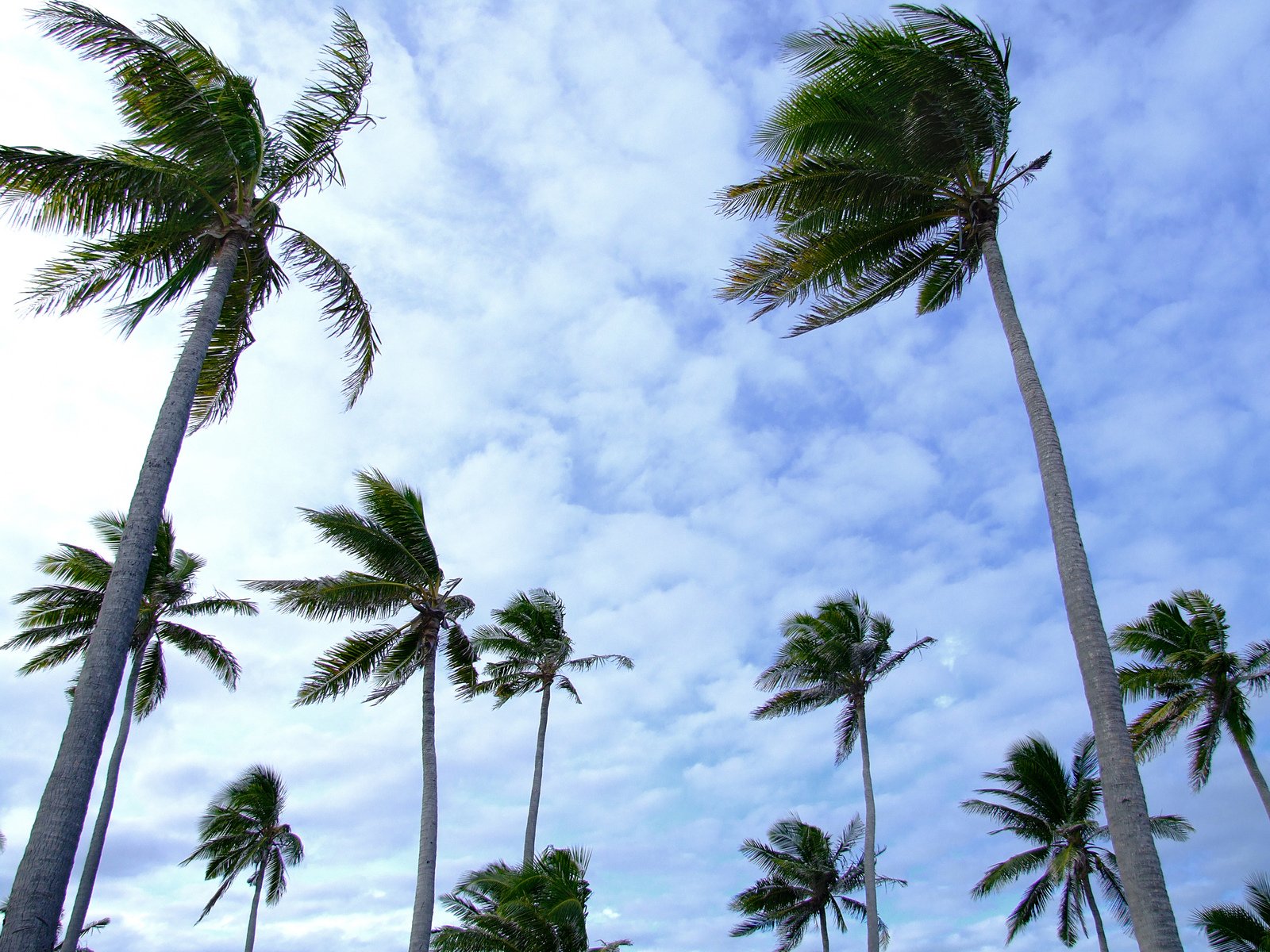 palm trees blowing in the wind against a cloudy blue sky