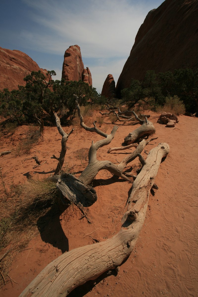 a long dead tree that has fallen on it