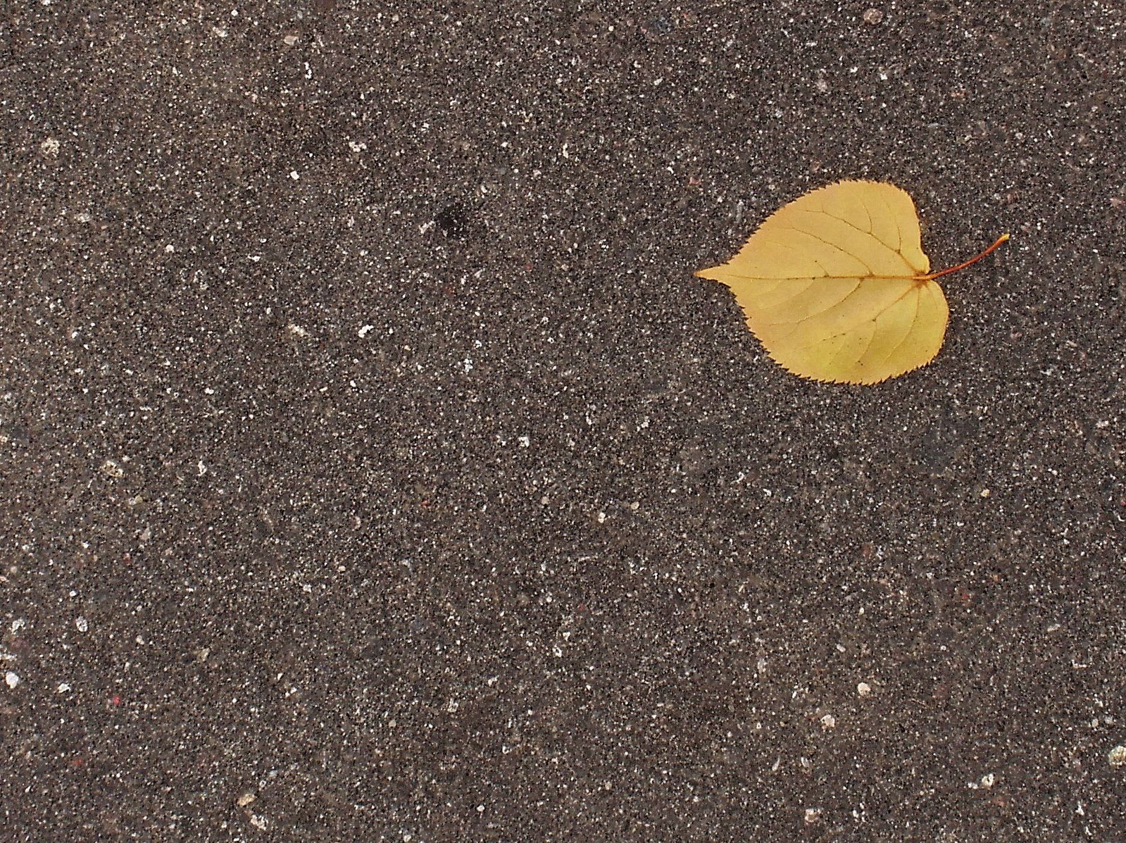 a small yellow leaf in the middle of asphalt