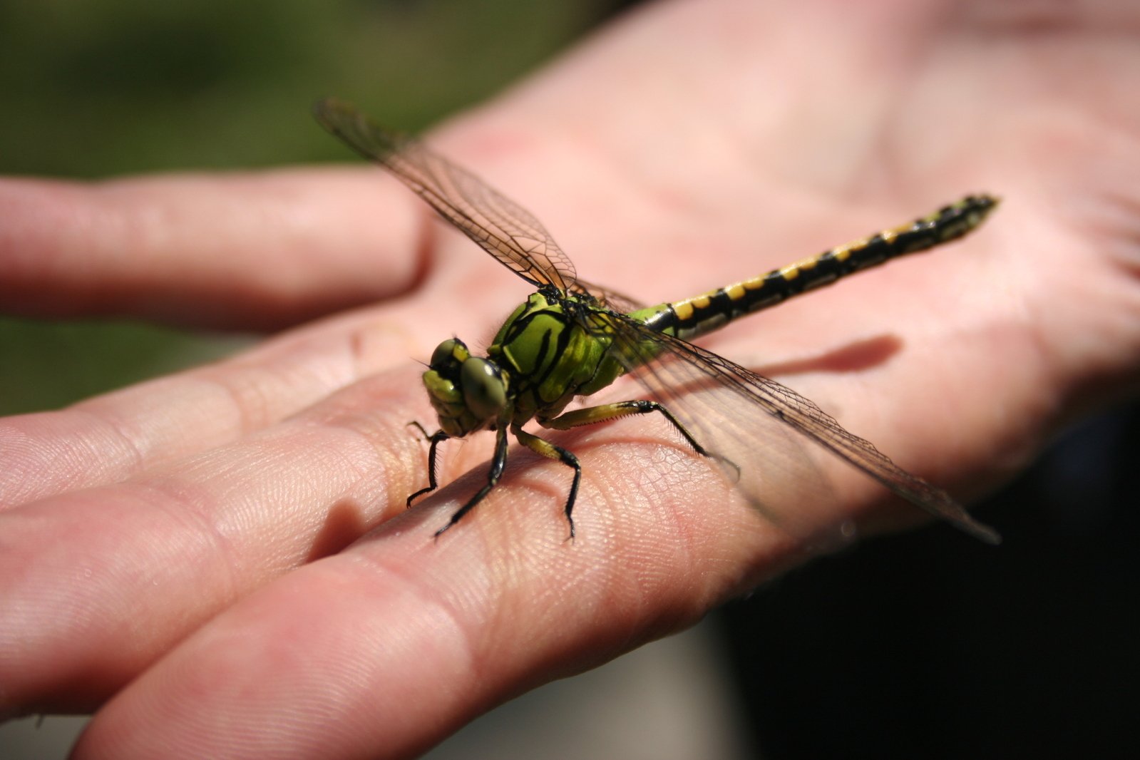 a person holding out their hand to a dragonfly