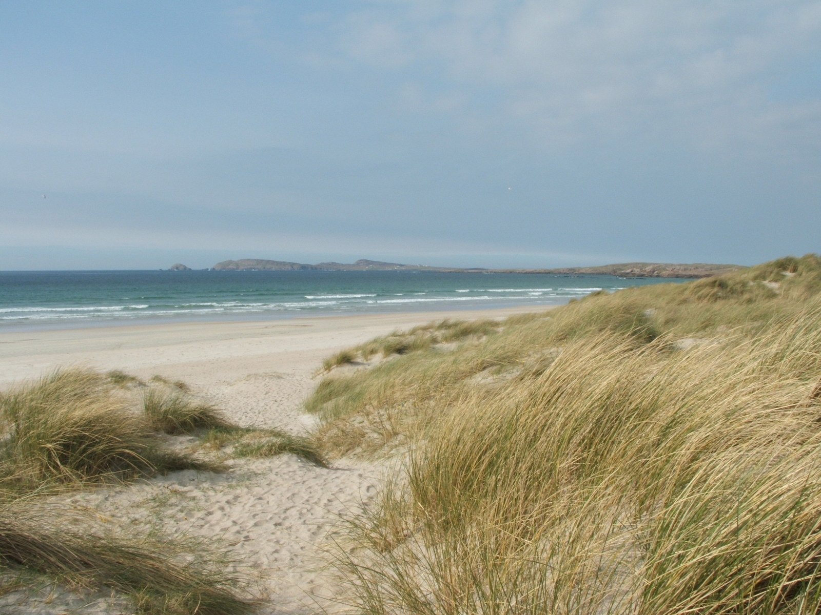 a sandy beach with some green plants next to the water