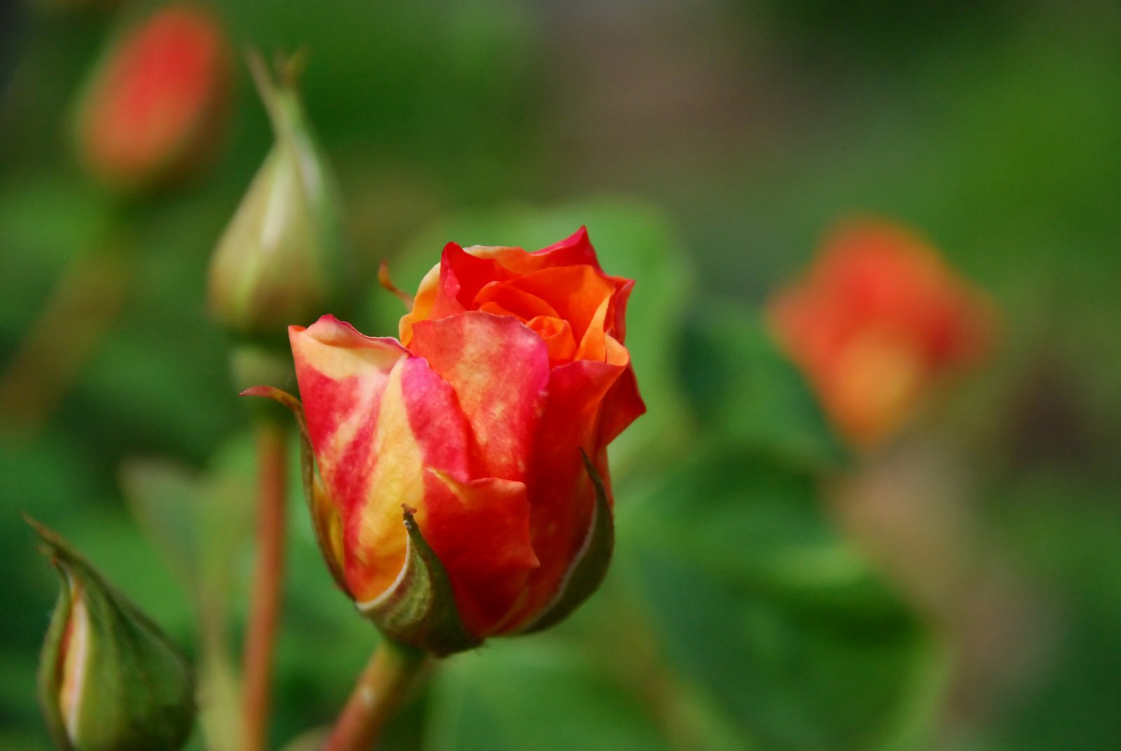 a beautiful red and yellow flower blooming outside