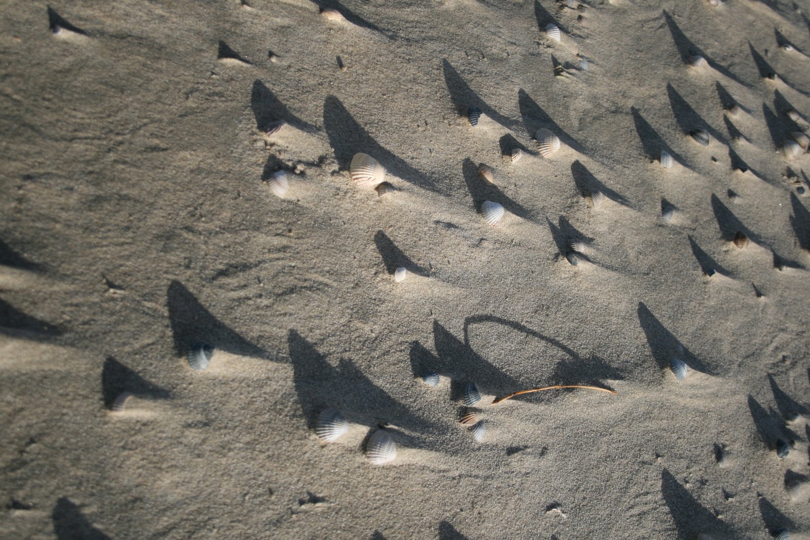 close up of shells in the sand with shadows