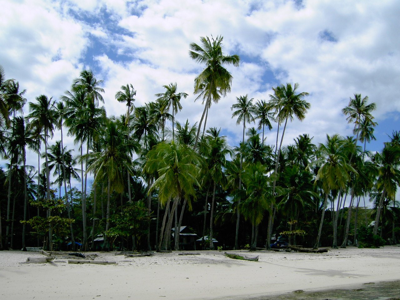 a couple of palm trees on a beach