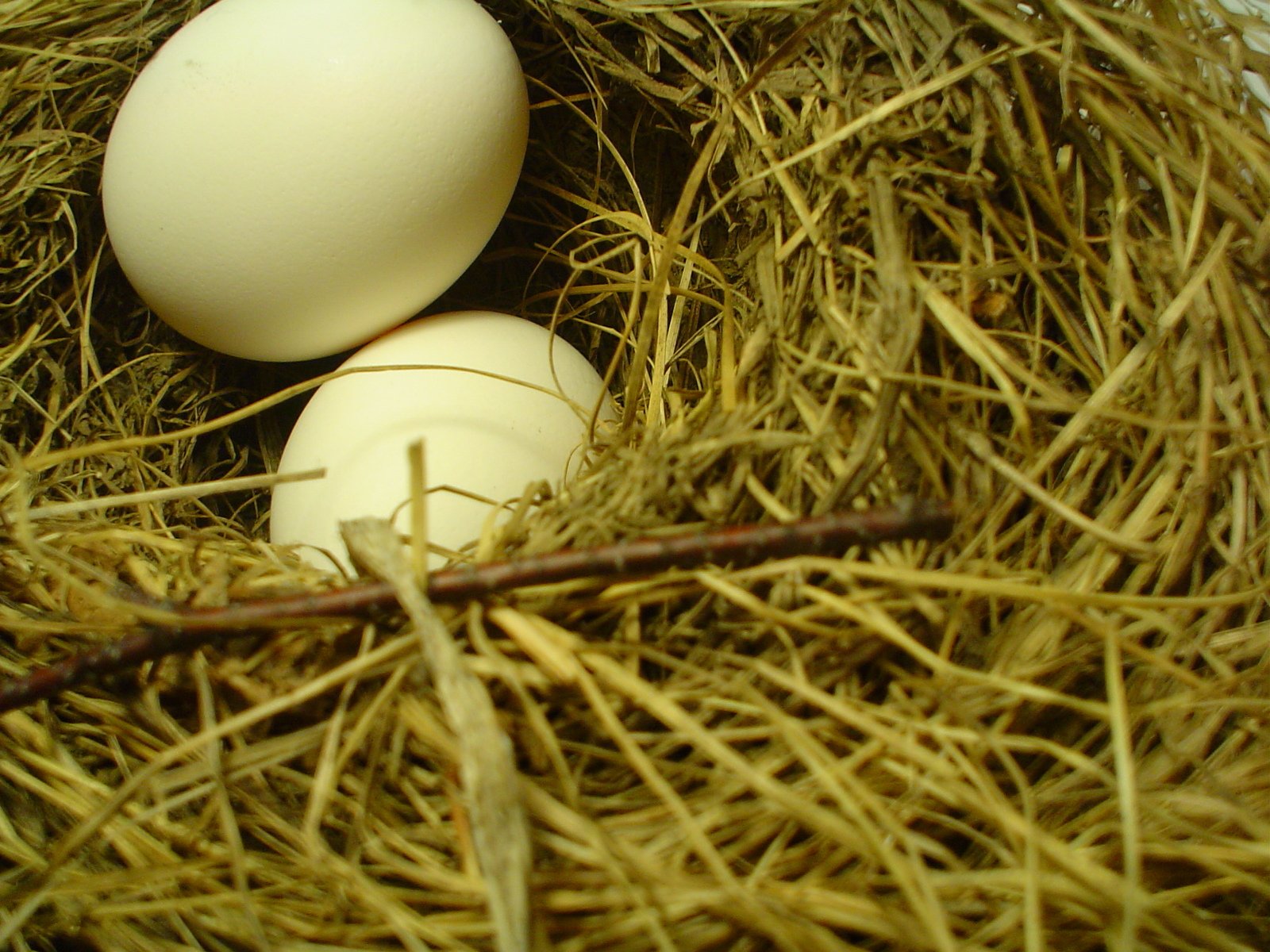 a couple of eggs that are inside a nest