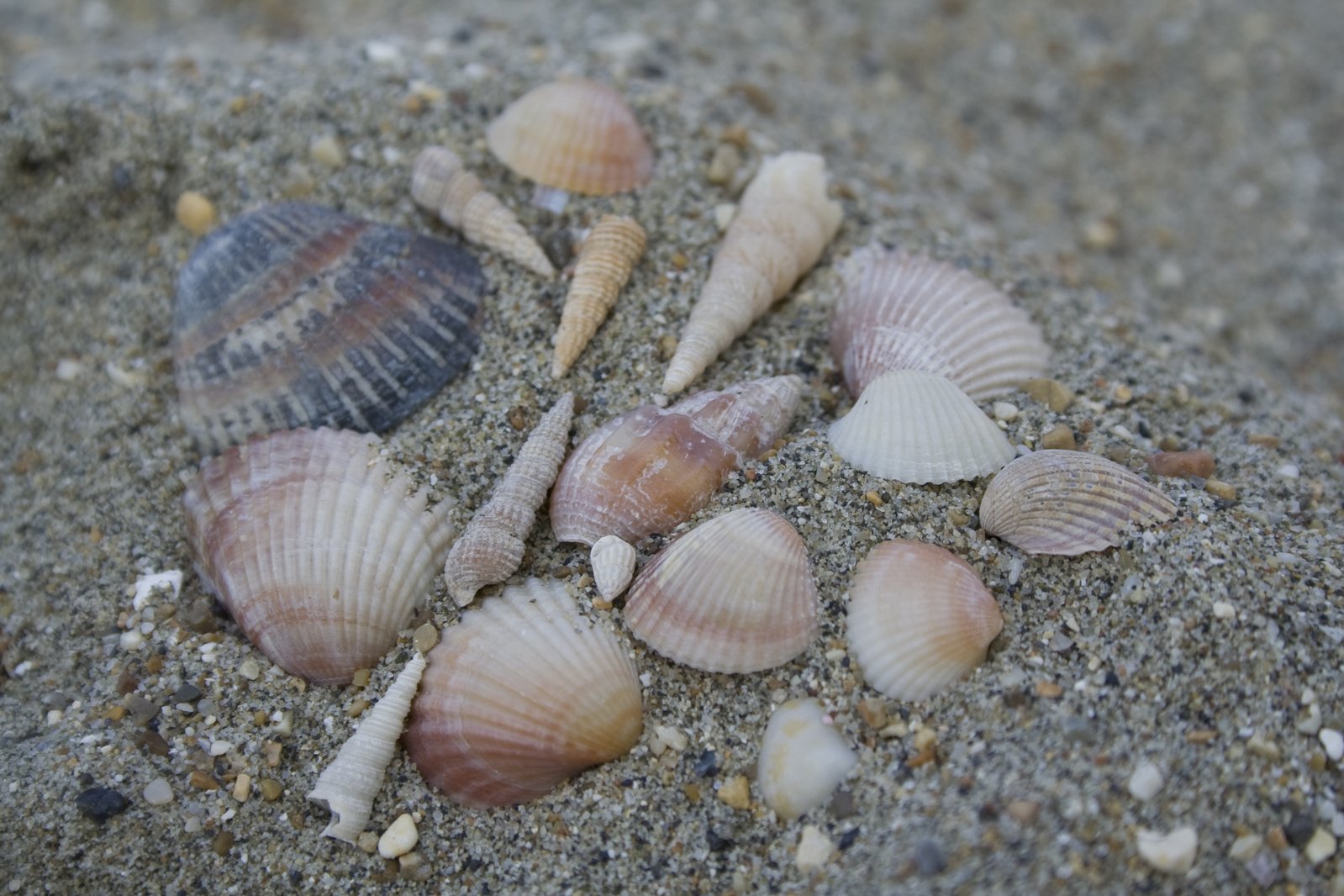 the small seashells are scattered all around them