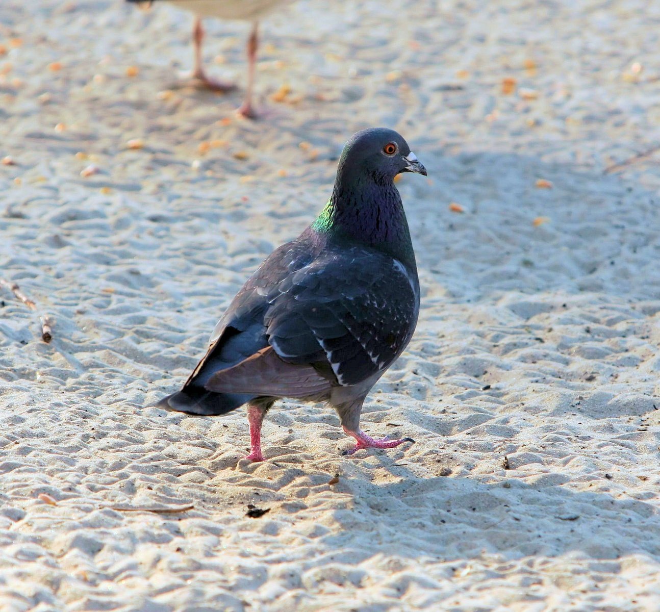 two birds walking across the sand of a beach