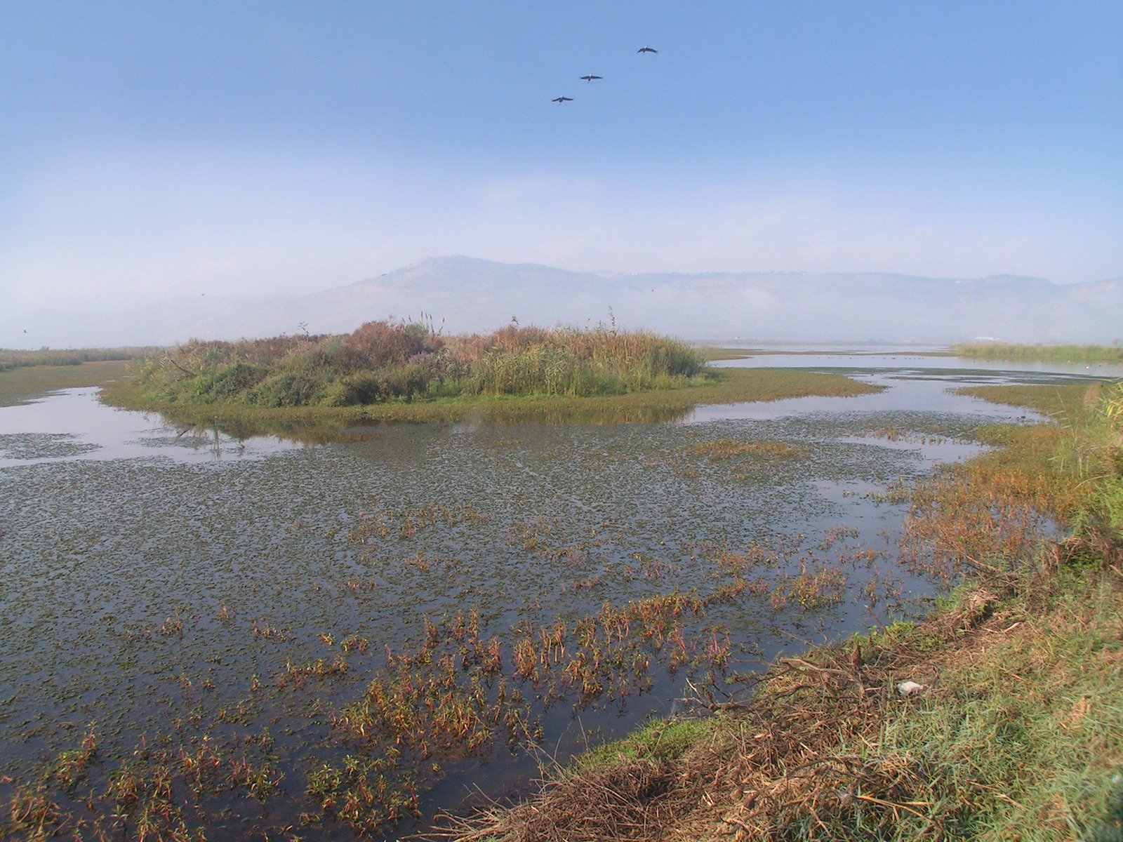 a bird flies low over a body of water