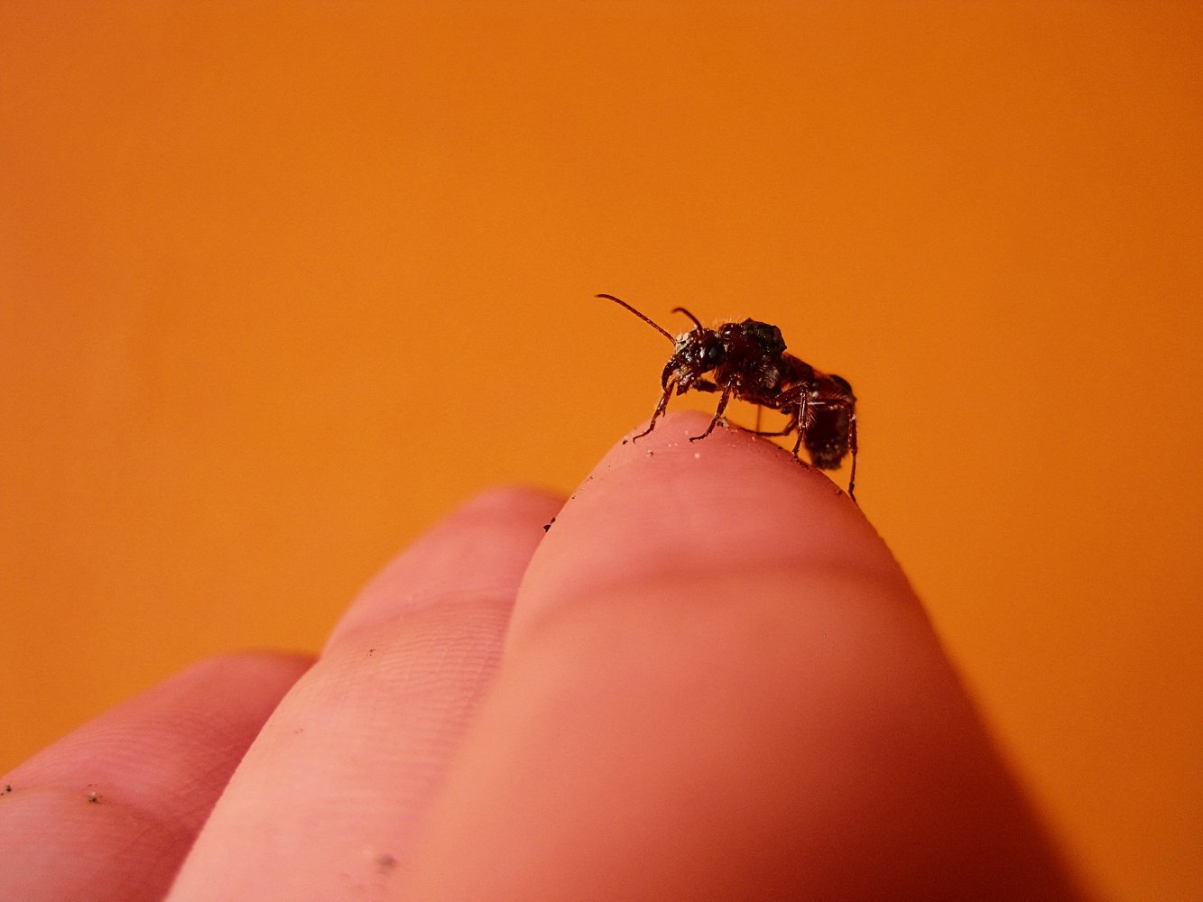a fly resting on a human finger in a yellow room