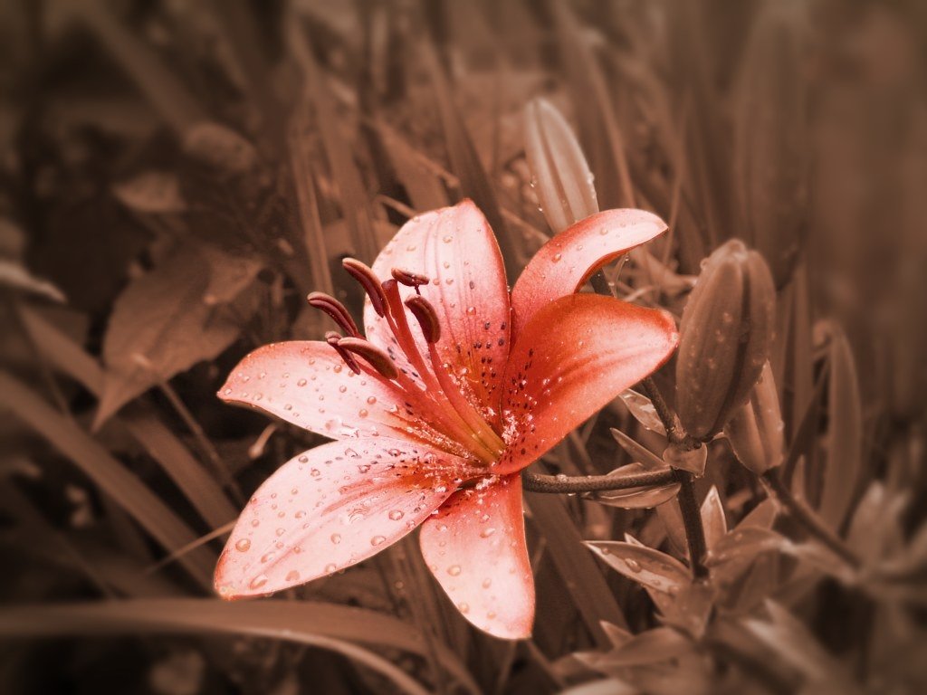 an orange flower with water droplets sitting in the foreground