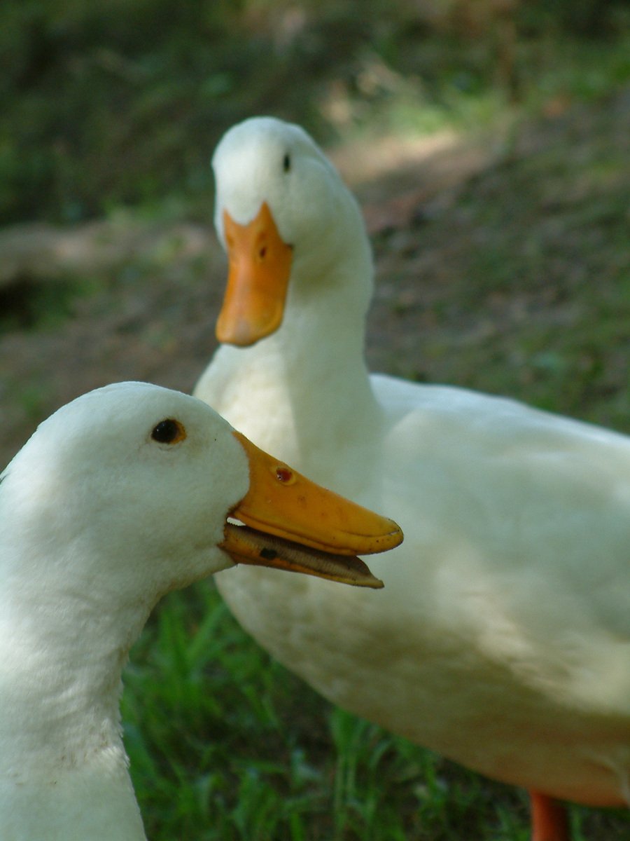 two ducks, one is white and the other is yellow