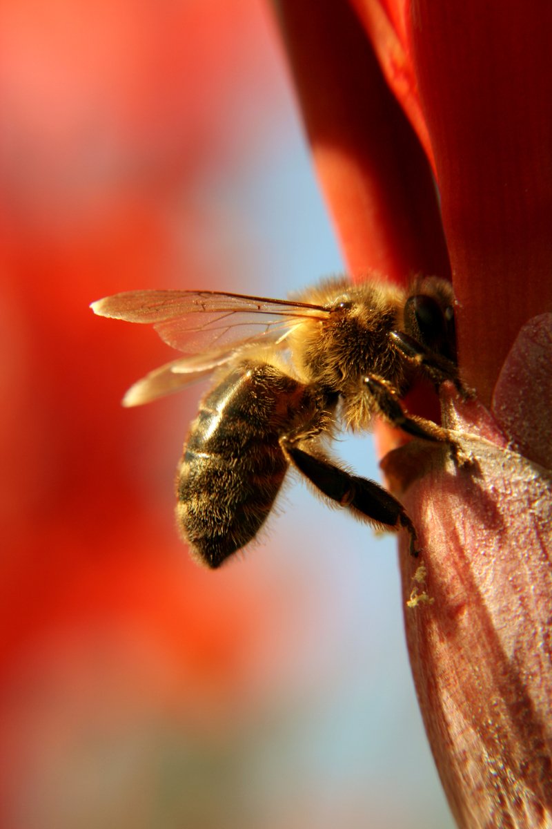 a bee is sitting on the end of a flower
