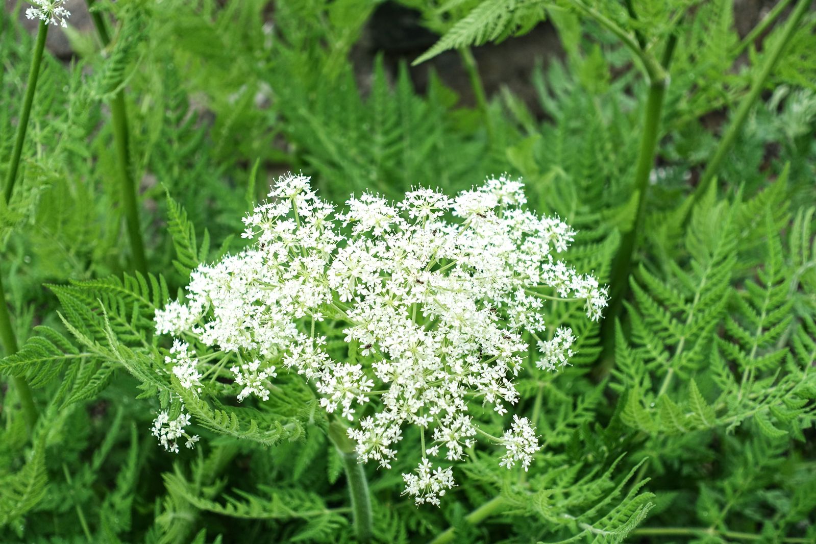 white flower blooms are blooming and green foliage